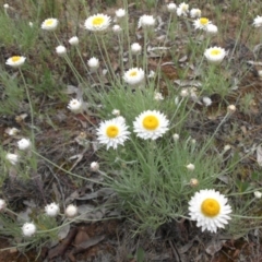 Leucochrysum albicans subsp. tricolor (Hoary Sunray) at Mount Ainslie - 26 Oct 2014 by SilkeSma