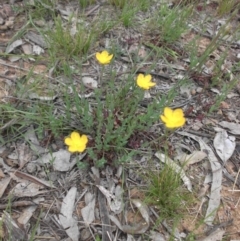 Hypericum gramineum (Small St Johns Wort) at Majura, ACT - 27 Oct 2014 by SilkeSma