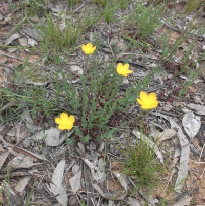 Hypericum gramineum (Small St Johns Wort) at Majura, ACT - 27 Oct 2014 by SilkeSma