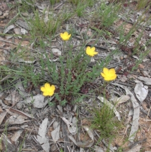 Hypericum gramineum at Majura, ACT - 27 Oct 2014