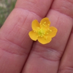 Hypericum gramineum at Majura, ACT - 27 Oct 2014