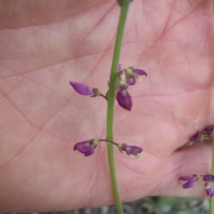 Oxytes brachypoda (Large Tick-trefoil) at Majura, ACT - 27 Oct 2014 by SilkeSma