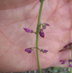 Oxytes brachypoda (Large Tick-trefoil) at Majura, ACT - 26 Oct 2014 by SilkeSma