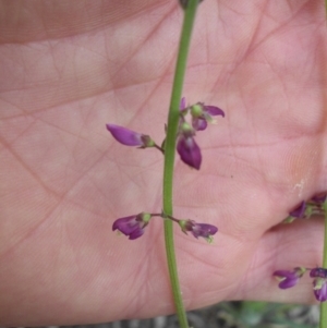 Oxytes brachypoda at Majura, ACT - 27 Oct 2014 08:08 AM