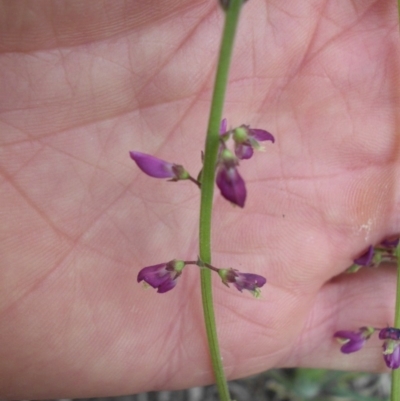 Oxytes brachypoda (Large Tick-trefoil) at Majura, ACT - 27 Oct 2014 by SilkeSma