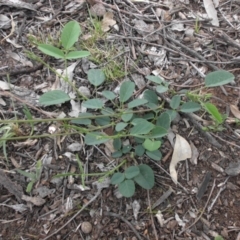 Oxytes brachypoda at Majura, ACT - 27 Oct 2014