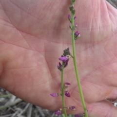 Oxytes brachypoda at Majura, ACT - 27 Oct 2014 08:08 AM