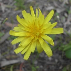 Microseris walteri (Yam Daisy, Murnong) at Majura, ACT - 27 Oct 2014 by SilkeSma