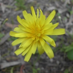 Microseris walteri (Yam Daisy, Murnong) at Majura, ACT - 26 Oct 2014 by SilkeSma