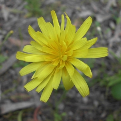 Microseris walteri (Yam Daisy, Murnong) at Majura, ACT - 27 Oct 2014 by SilkeSma