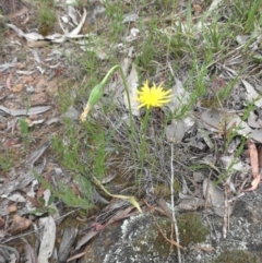 Microseris walteri (Yam Daisy, Murnong) at Majura, ACT - 27 Oct 2014 by SilkeSma