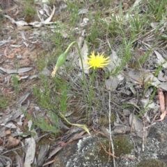 Microseris walteri (Yam Daisy, Murnong) at Mount Ainslie - 26 Oct 2014 by SilkeSma