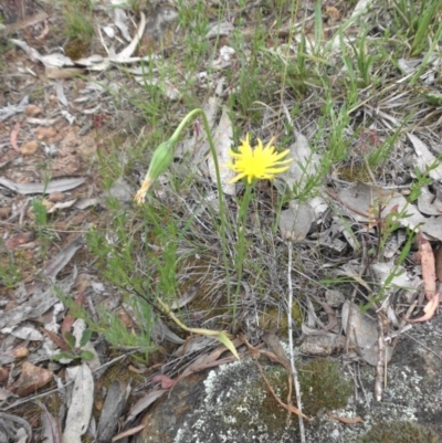 Microseris walteri (Yam Daisy, Murnong) at Majura, ACT - 27 Oct 2014 by SilkeSma