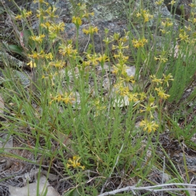 Pimelea curviflora (Curved Rice-flower) at Gungahlin, ACT - 27 Oct 2014 by lyndsey