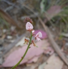 Grona varians (Slender Tick-Trefoil) at Goorooyarroo NR (ACT) - 27 Oct 2014 by lyndsey