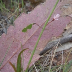 Grona varians at Gungahlin, ACT - 27 Oct 2014