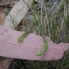 Grona varians at Gungahlin, ACT - 27 Oct 2014