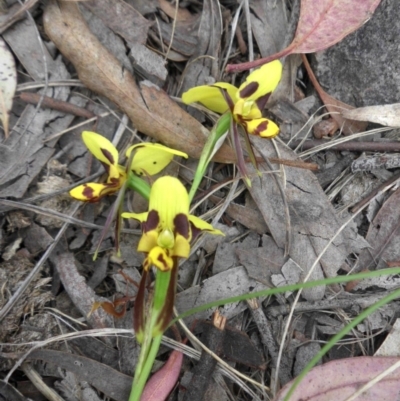 Diuris sulphurea (Tiger Orchid) at Majura, ACT - 26 Oct 2014 by SilkeSma