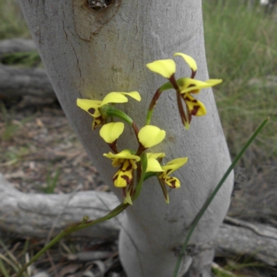 Diuris sulphurea (Tiger Orchid) at Majura, ACT - 27 Oct 2014 by SilkeSma