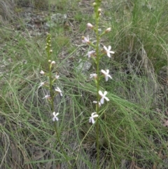 Stylidium graminifolium (grass triggerplant) at Majura, ACT - 27 Oct 2014 by SilkeSma