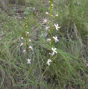 Stylidium graminifolium at Majura, ACT - 27 Oct 2014 08:36 AM