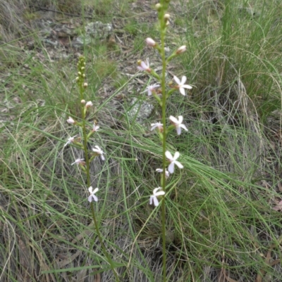 Stylidium graminifolium (grass triggerplant) at Majura, ACT - 27 Oct 2014 by SilkeSma