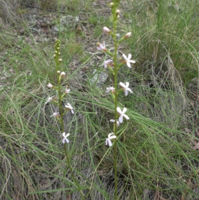 Stylidium graminifolium (Grass Triggerplant) at Mount Ainslie - 26 Oct 2014 by SilkeSma