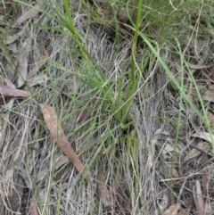 Stylidium graminifolium at Majura, ACT - 27 Oct 2014 08:36 AM