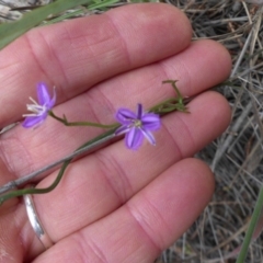 Thysanotus patersonii (Twining Fringe Lily) at Mount Ainslie - 26 Oct 2014 by SilkeSma