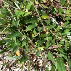 Hardenbergia violacea (False Sarsaparilla) at Hackett, ACT - 7 Mar 2016 by waltraud