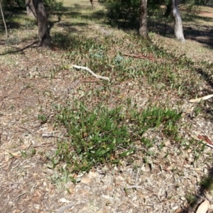 Hardenbergia violacea at Hackett, ACT - 7 Mar 2016