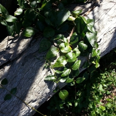 Vinca major (Blue Periwinkle) at Hackett, ACT - 7 Mar 2016 by waltraud