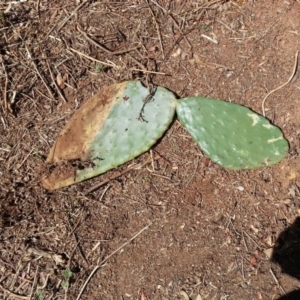 Opuntia stricta at Hackett, ACT - 7 Mar 2016