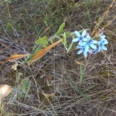 Oxypetalum coeruleum (Tweedia or Southern Star) at Isaacs Ridge and Nearby - 6 Mar 2016 by Mike