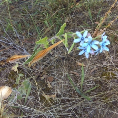 Oxypetalum coeruleum (Tweedia or Southern Star) at Isaacs Ridge - 6 Mar 2016 by Mike