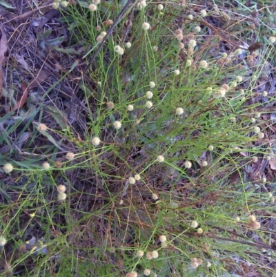 Calotis lappulacea (Yellow Burr Daisy) at O'Malley, ACT - 7 Mar 2016 by Mike