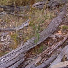 Oxypetalum coeruleum (Tweedia or Southern Star) at Mount Mugga Mugga - 1 Jan 2016 by Mike