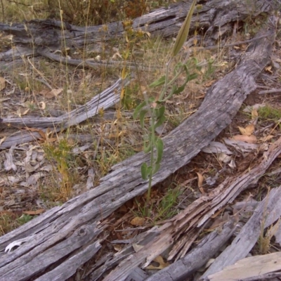 Oxypetalum coeruleum (Tweedia or Southern Star) at Garran, ACT - 2 Jan 2016 by Mike