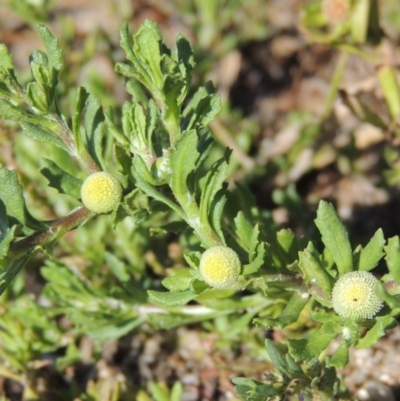 Centipeda cunninghamii (Common Sneezeweed) at Greenway, ACT - 28 Dec 2015 by MichaelBedingfield