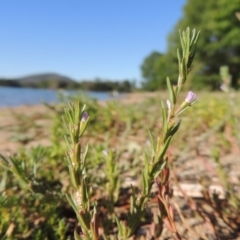 Lythrum hyssopifolia (Small Loosestrife) at Lake Tuggeranong - 28 Dec 2015 by michaelb