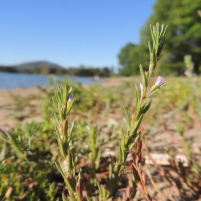 Lythrum hyssopifolia (Small Loosestrife) at Greenway, ACT - 28 Dec 2015 by MichaelBedingfield