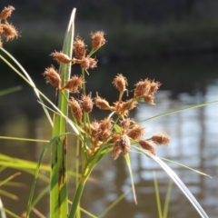 Bolboschoenus caldwellii (Salt Club-rush) at Lake Tuggeranong - 28 Dec 2015 by michaelb