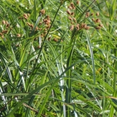 Bolboschoenus caldwellii at Greenway, ACT - 28 Dec 2015