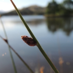 Schoenoplectus pungens (Common Three-Square) at Lake Tuggeranong - 28 Dec 2015 by michaelb