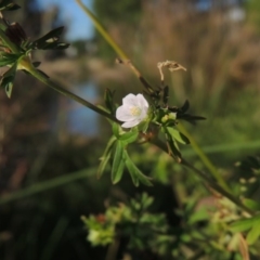 Geranium sp. Pleated sepals (D.E.Albrecht 4707) Vic. Herbarium at Greenway, ACT - 28 Dec 2015 by michaelb