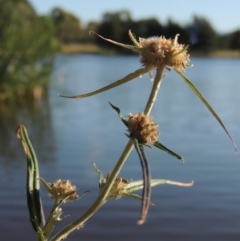 Euchiton involucratus (Star Cudweed) at Greenway, ACT - 28 Dec 2015 by MichaelBedingfield