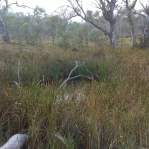 Limnodynastes peronii at O'Malley, ACT - 7 Mar 2016 07:22 AM