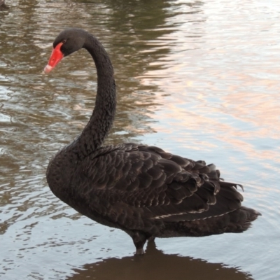 Cygnus atratus (Black Swan) at Bonython, ACT - 13 Aug 2017 by michaelb