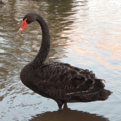 Cygnus atratus (Black Swan) at Stranger Pond - 13 Aug 2017 by michaelb