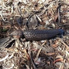 Tiliqua rugosa (Shingleback Lizard) at Hackett, ACT - 8 Mar 2016 by waltraud